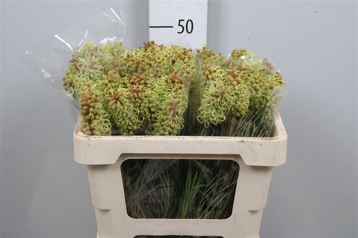 <h4>Grevillea Spiderman</h4>