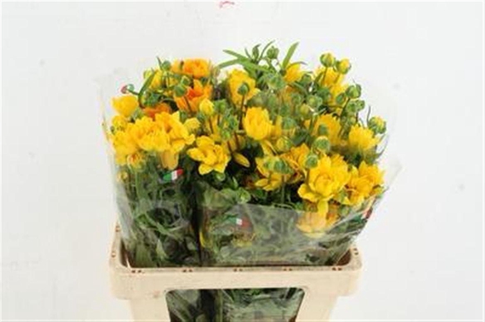 <h4>Ran Moderna Proxima</h4>