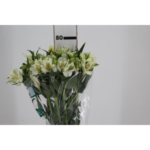 ALSTROEMERIA AKEMI 080 CM