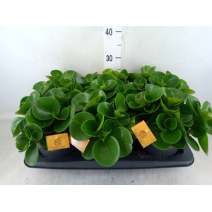 Peperomia obt. 'Green Gold'