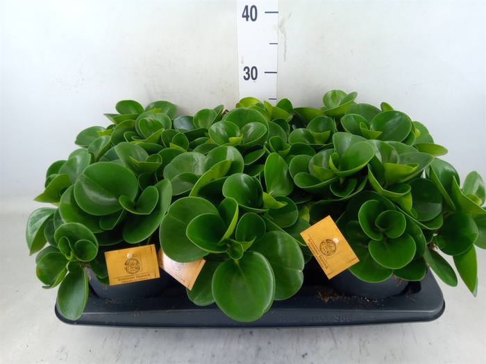 <h4>Peperomia obt. 'Green Gold'</h4>