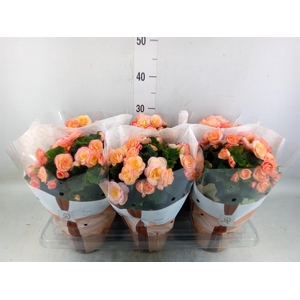 Begonia elat. DU 'Hailey Sunset'