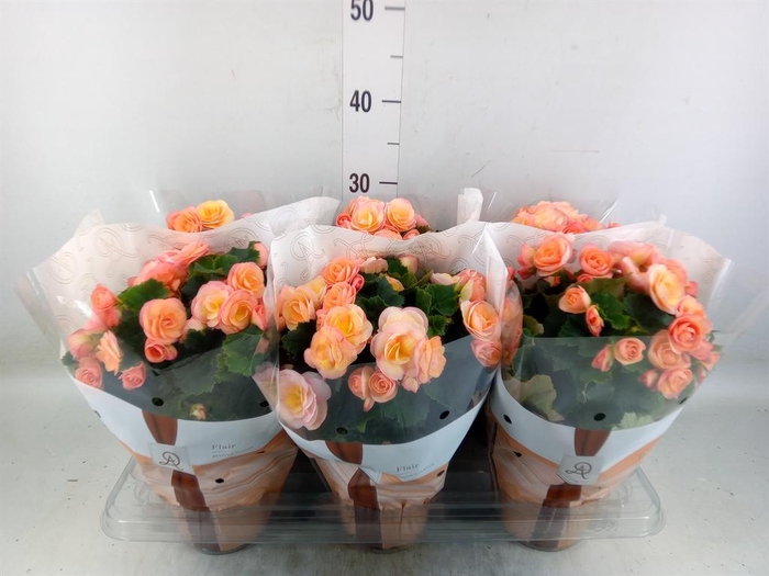 <h4>Begonia elat. DU 'Hailey Sunset'</h4>