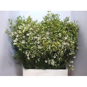 CHAME UN JUPITE MOON