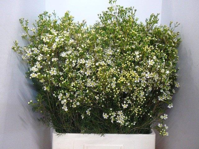 <h4>CHAME UN JUPITE MOON</h4>