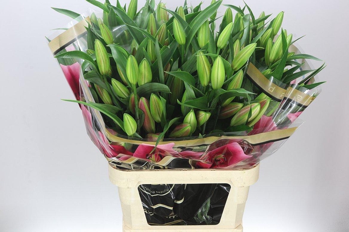 <h4>Lil Or Dalian Ex</h4>