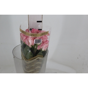 ROSA VANIA 040 CM ESTUFA
