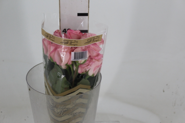 <h4>ROSA VANIA 040 CM ESTUFA</h4>