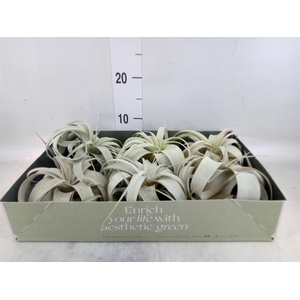 Tillandsia xerographica