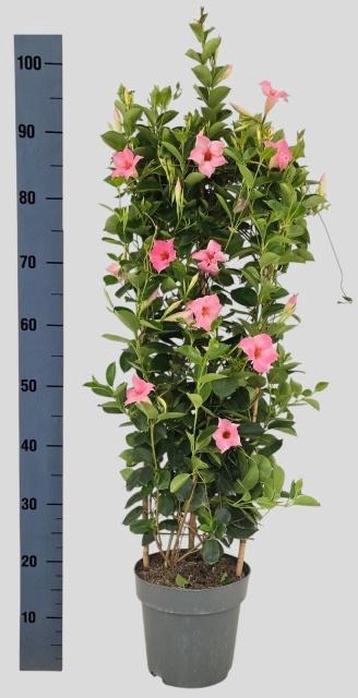 <h4>MANDE SUN CR PINK</h4>