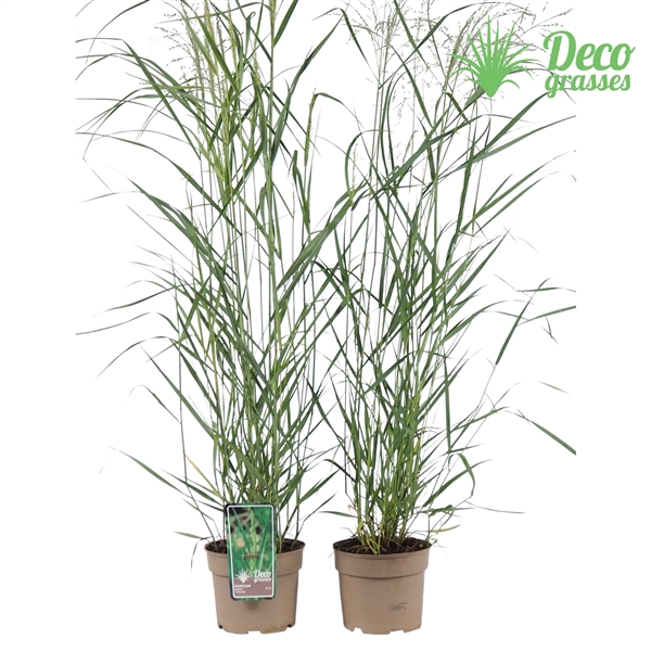 <h4>Panicum virgatum 'Prairy Sky'</h4>