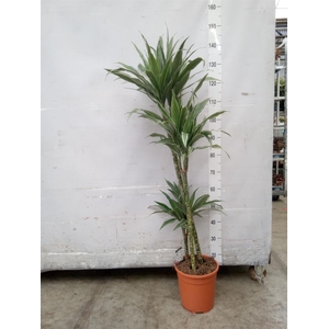 Dracaena fr de 'Warneckei'