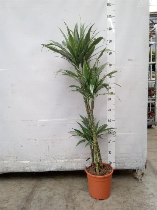 <h4>Dracaena fr de 'Warneckei'</h4>