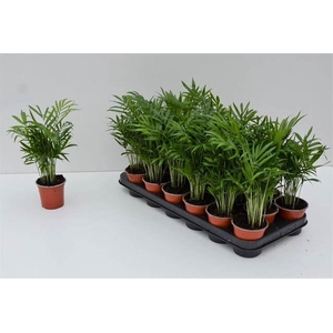 Chamaedorea elegans