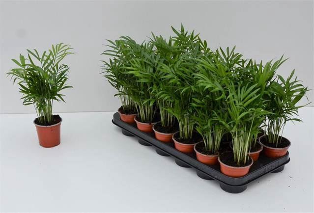 <h4>Chamaedorea elegans</h4>
