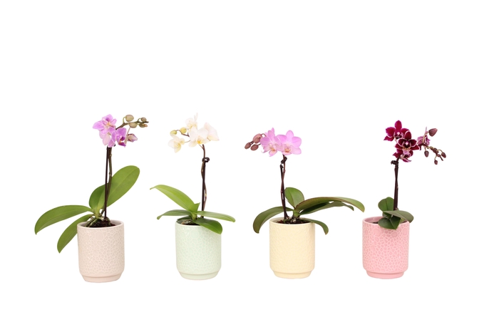 <h4>Indy Mix Tiny Dolls Mix 1T7+ Aqu@</h4>