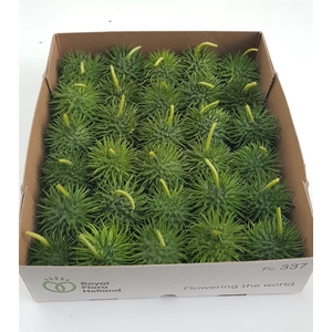 . Cucumis Hirsutus