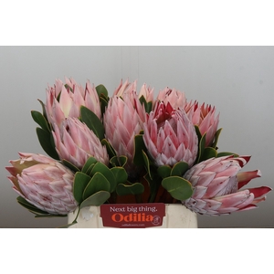 Protea Cynaroides