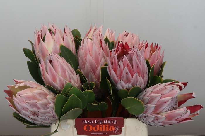 <h4>Protea Cynaroides</h4>
