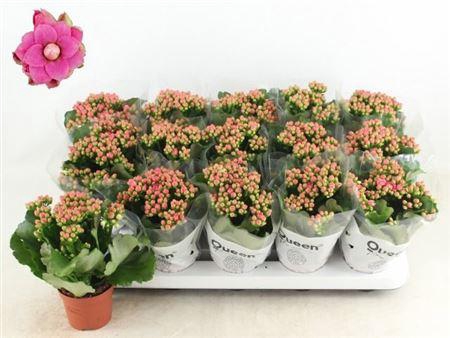 <h4>Kal Ge Rf Audrey</h4>