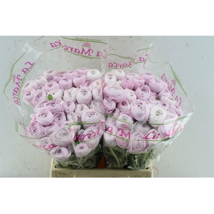 Ran Kloon Prima Nebbia