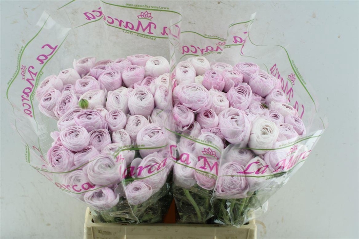 <h4>Ran Kloon Prima Nebbia</h4>