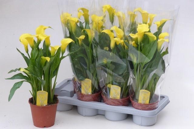 <h4>ZANT SUNCLUB</h4>