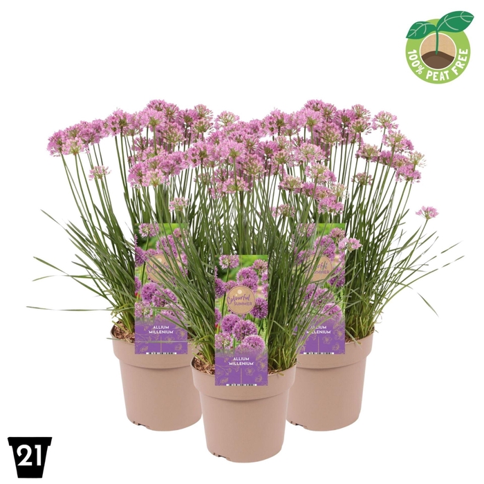 <h4>Allium Millenium</h4>
