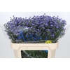 Aster Baby Parade