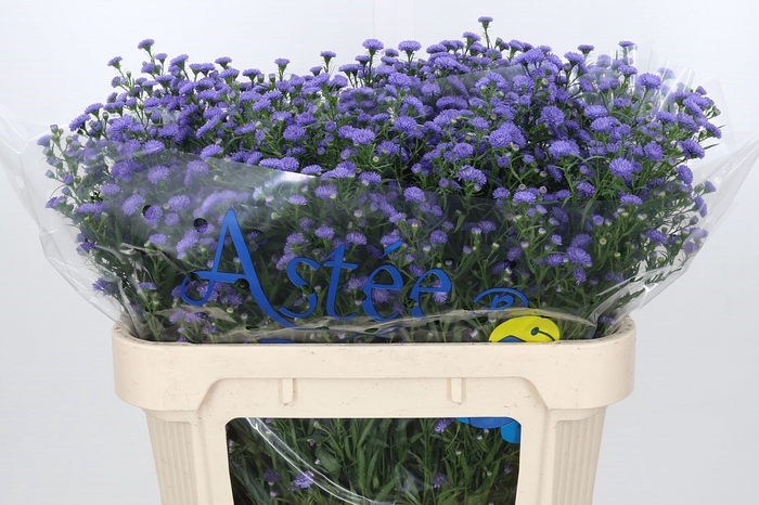 <h4>Aster Baby Parade</h4>