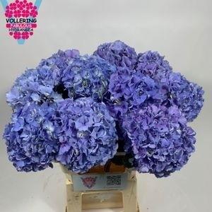 <h4>HYDR M ROYAL PRIDE</h4>