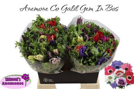 <h4>Anem Co Gem Bs</h4>