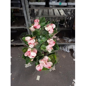 Anthurium Andr. Princess Amalia Elegance