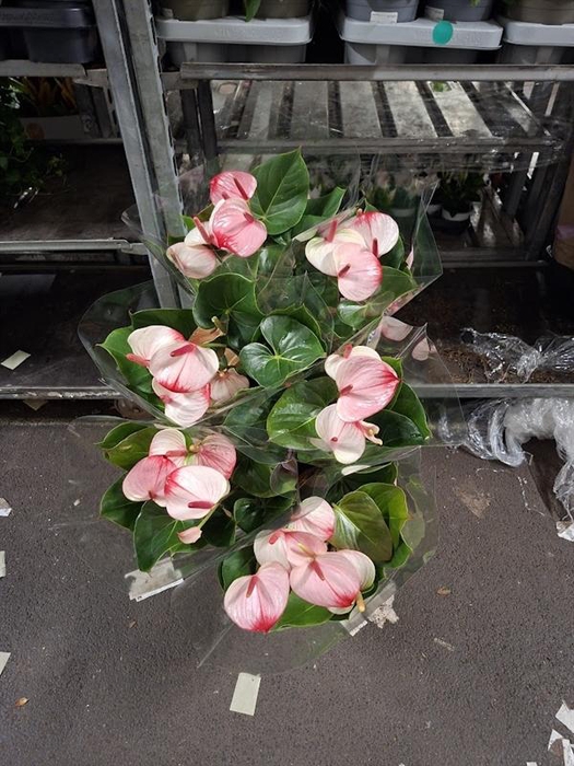Anthurium Andr. Princess Amalia Elegance