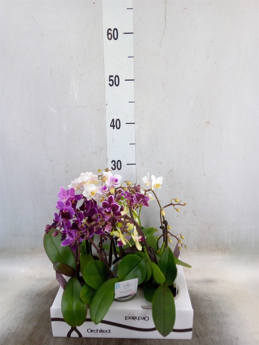 <h4>Phalaenopsis   ...mini</h4>