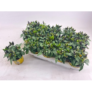 Capsicum yellow