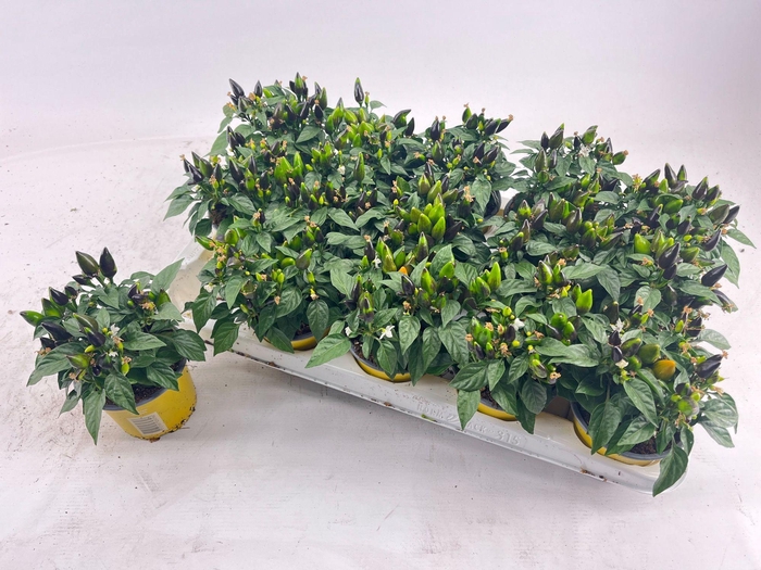 <h4>Capsicum yellow</h4>
