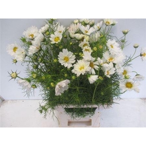 Cosmos Bipinnatus