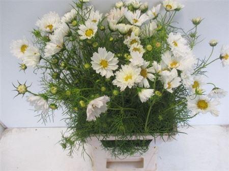 <h4>Cosmos Bipinnatus</h4>