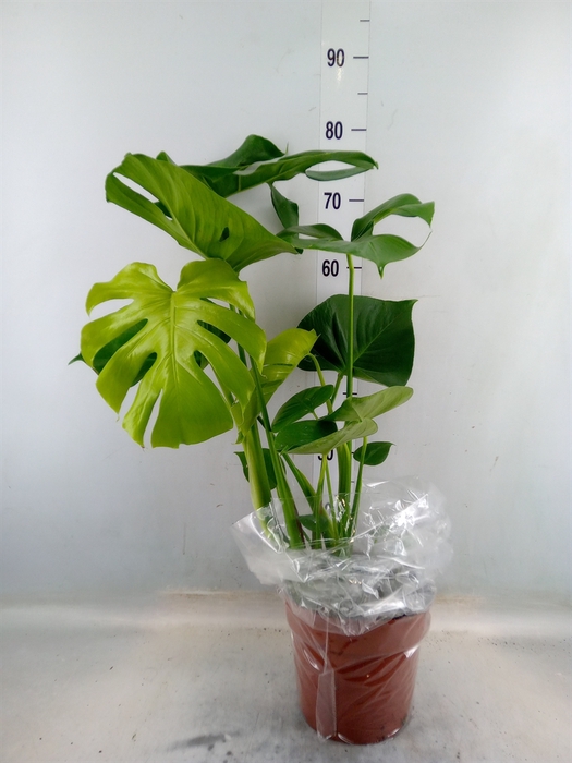 <h4>Monstera delic.</h4>