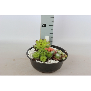 ARR SEMPERVIVUM