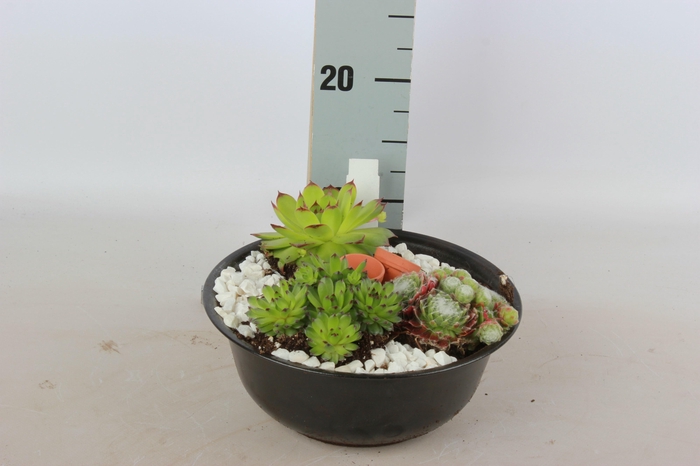 <h4>ARR SEMPERVIVUM</h4>