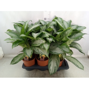 Aglaonema  'Silver Bay'