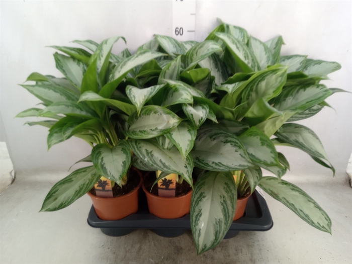 <h4>Aglaonema  'Silver Bay'</h4>