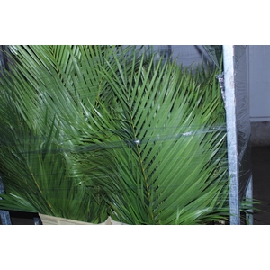 FOLHAGEM ARECA BAMBU