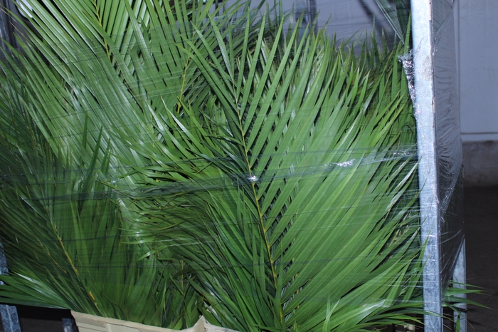 FOLHAGEM ARECA BAMBU