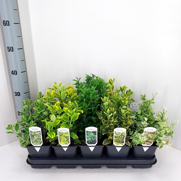 <h4>EUONYMUS JAP GEM</h4>