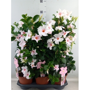 Mandevilla sand. 'SumStar Pink Tou'
