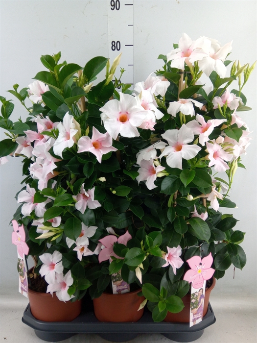<h4>Mandevilla sand. 'SumStar Pink Tou'</h4>