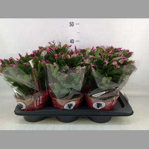 Schlumbergera   ...